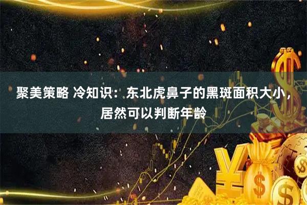 聚美策略 冷知识：东北虎鼻子的黑斑面积大小，居然可以判断年龄